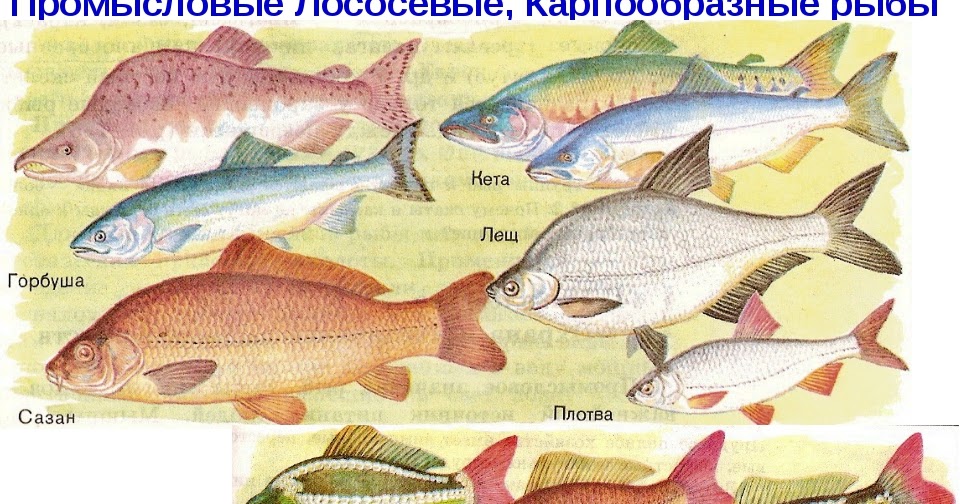 систематика класса костные рыбы. классификация костных рыб. отряд сельдеобразные лососеобразные. рыбы являются представителями. класс костные рыбы представители.