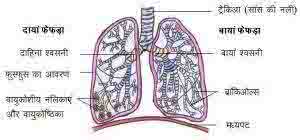 1.5 फेफड़ा Lung