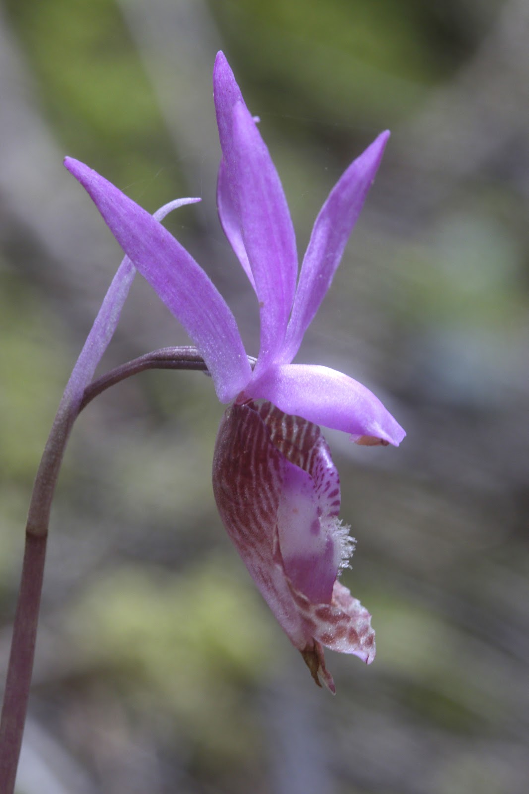 Native Orchids of the Pacific Northwest and the Canadian Rockies