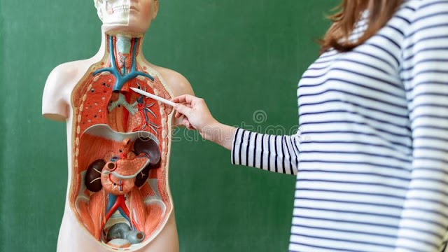 Human Anatomy and Physiology: Know all about The Female Human Anatomy and Kidneys