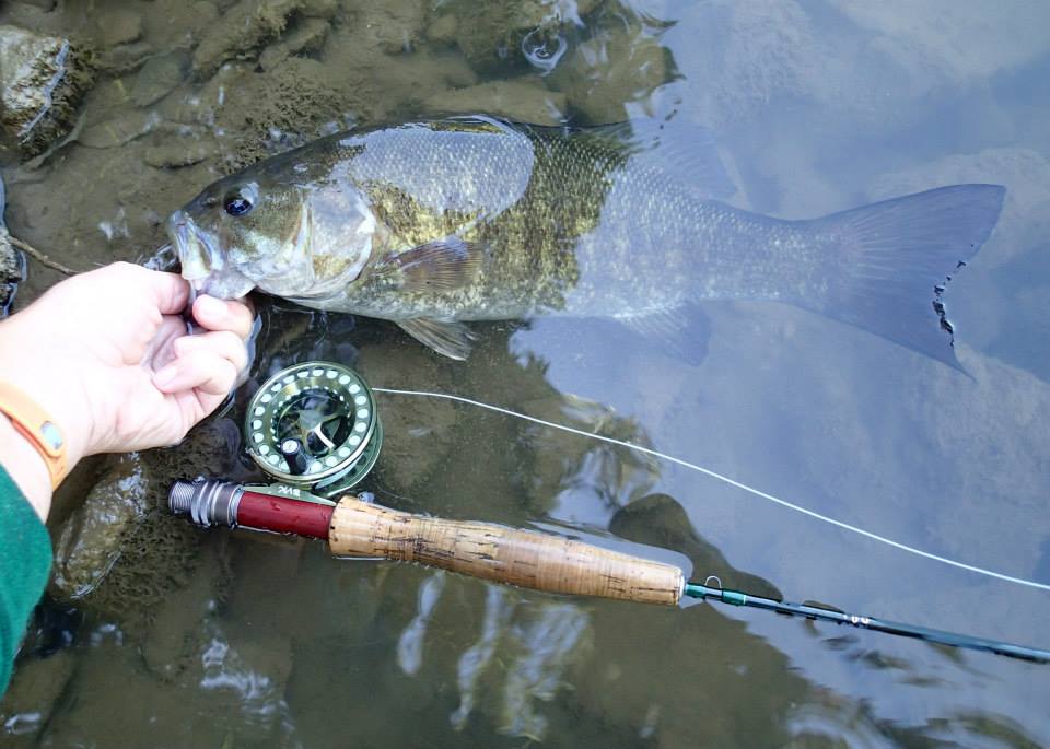 TFO Trout-Panfish Ultralight Rod Fishing For Smallmouth 