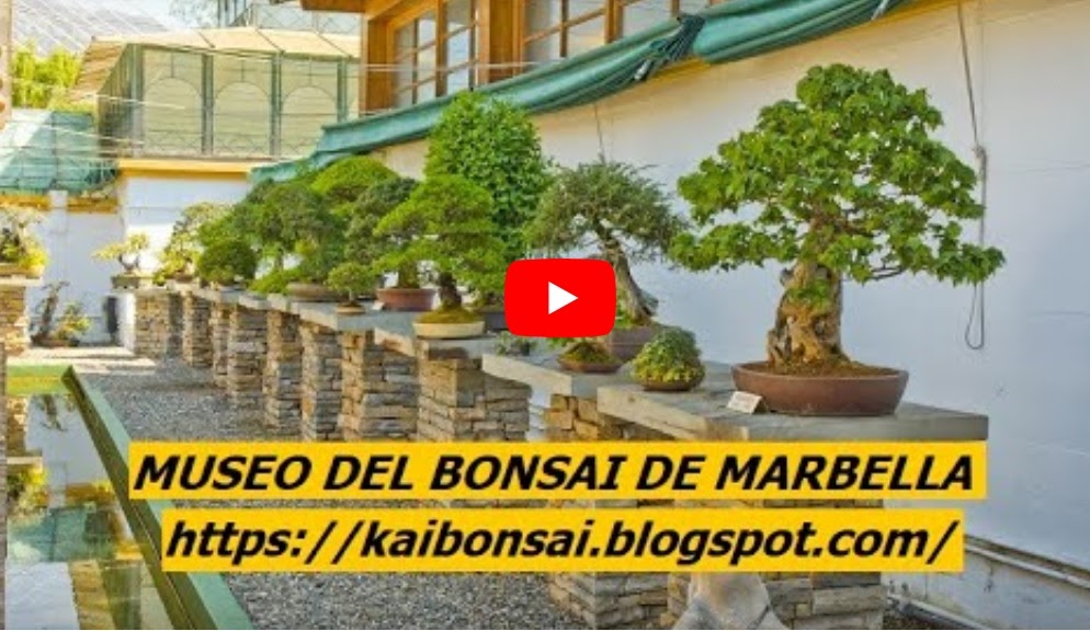 VIDEO EN EL MUSEO DEL BONSAI DE MARBELLA
