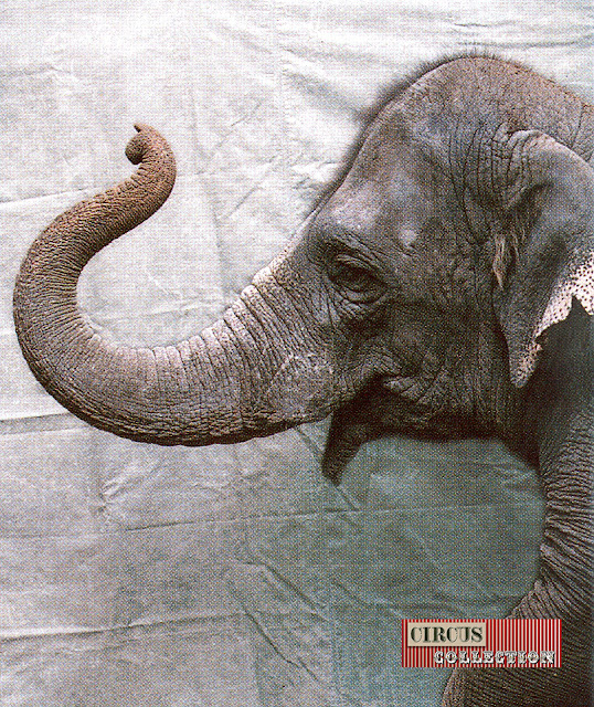 Portrait de l'éléphant fugueur Sabu