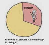 apa maksud kolagen
