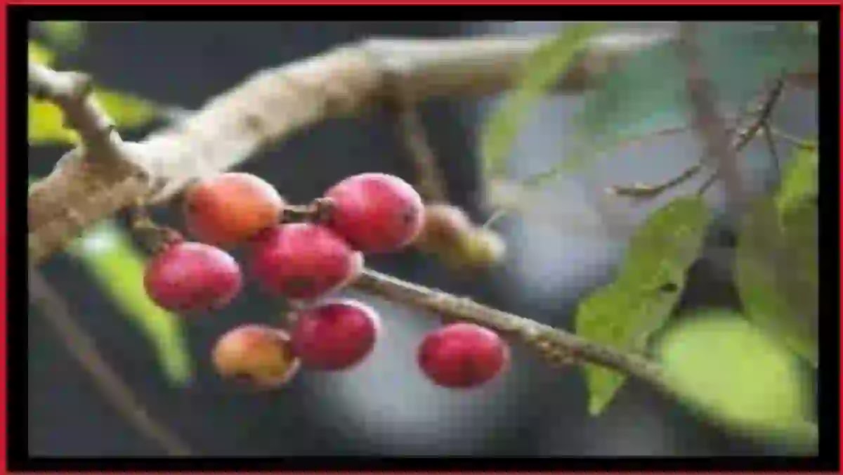 ஆலம் பழம்