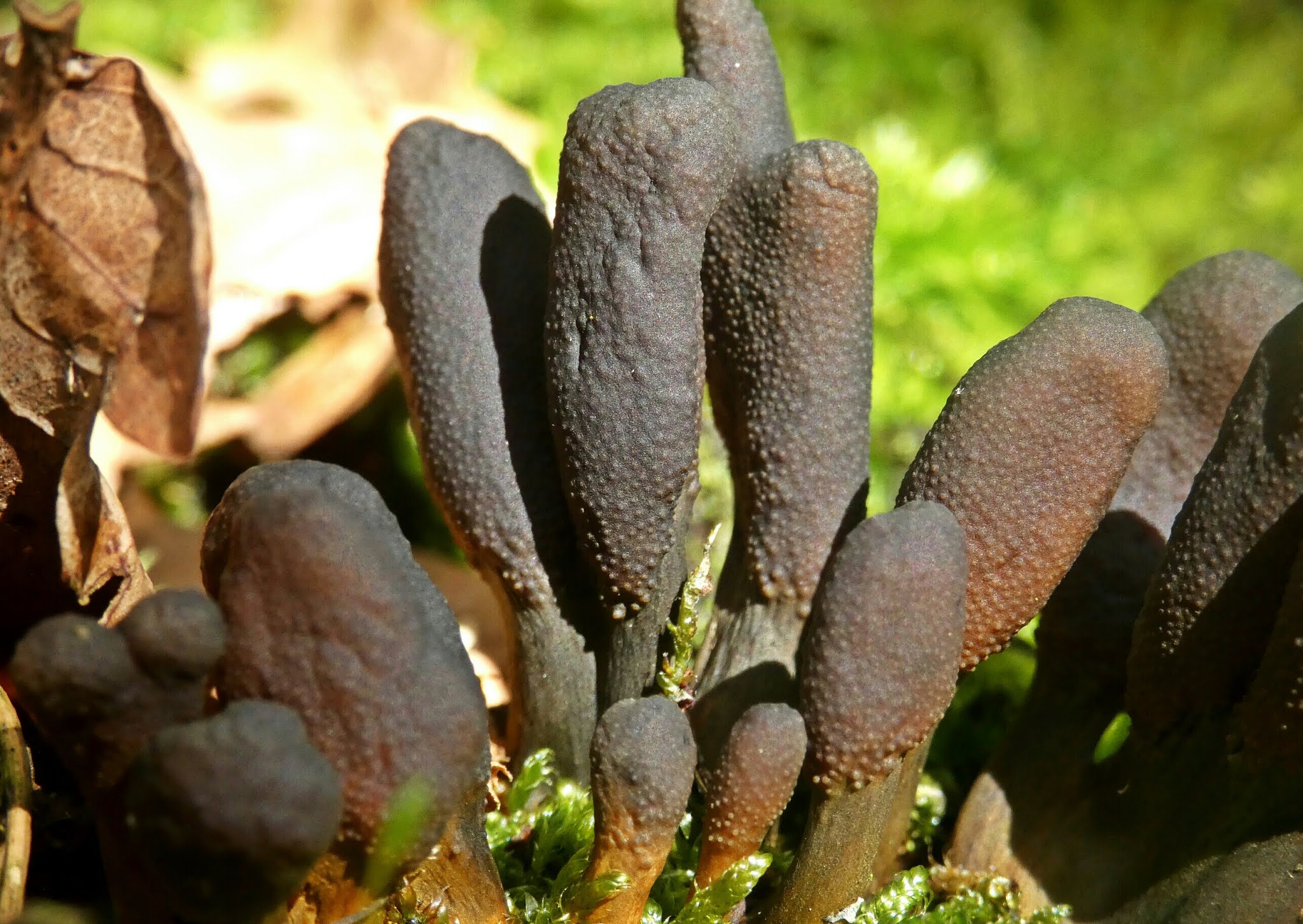 setas-y-hongos-de-tineo-2020