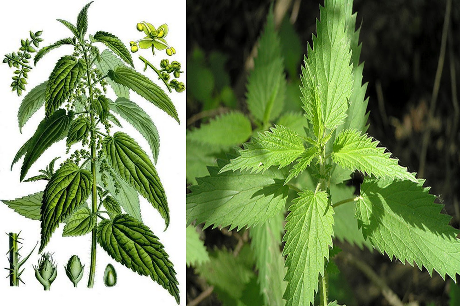 Траволечение: КРАПИВА.ЛЕЧЕБНЫЕ СВОЙСТВА