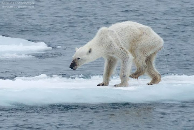 The picture of a Skeleton polar bear shocks the Web, viral pictures, images went viral on facebook,