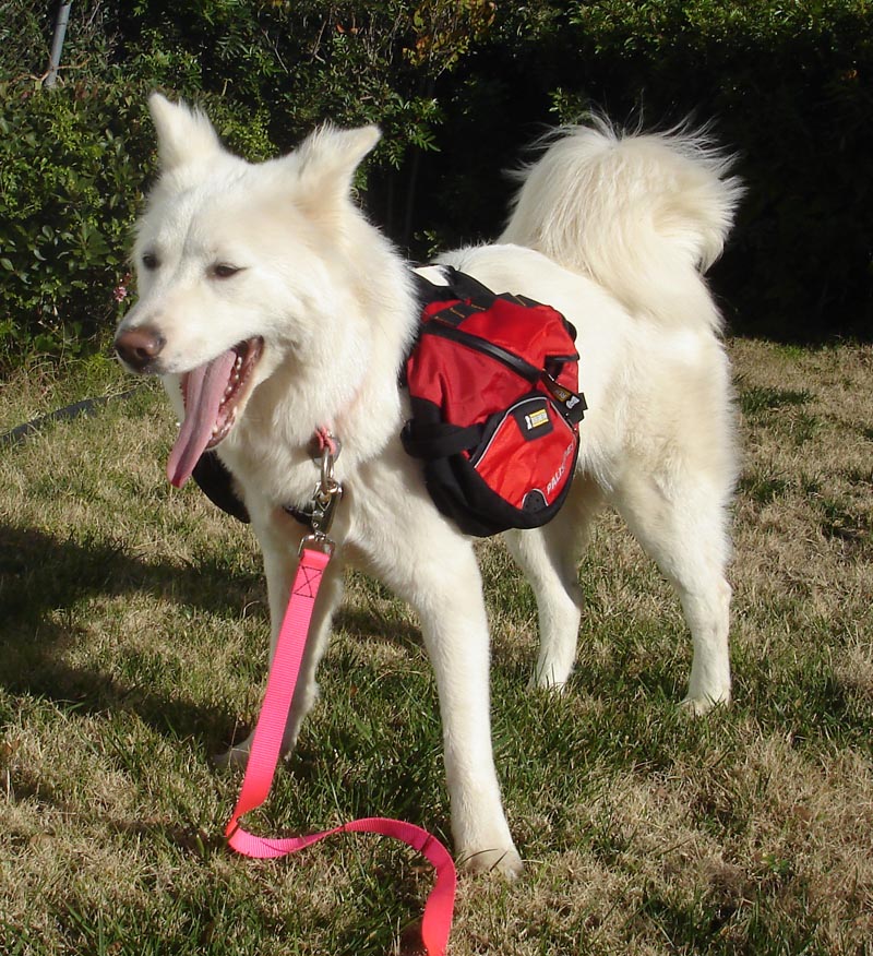 The Girl with the Gae Ruffwear Dog Packs