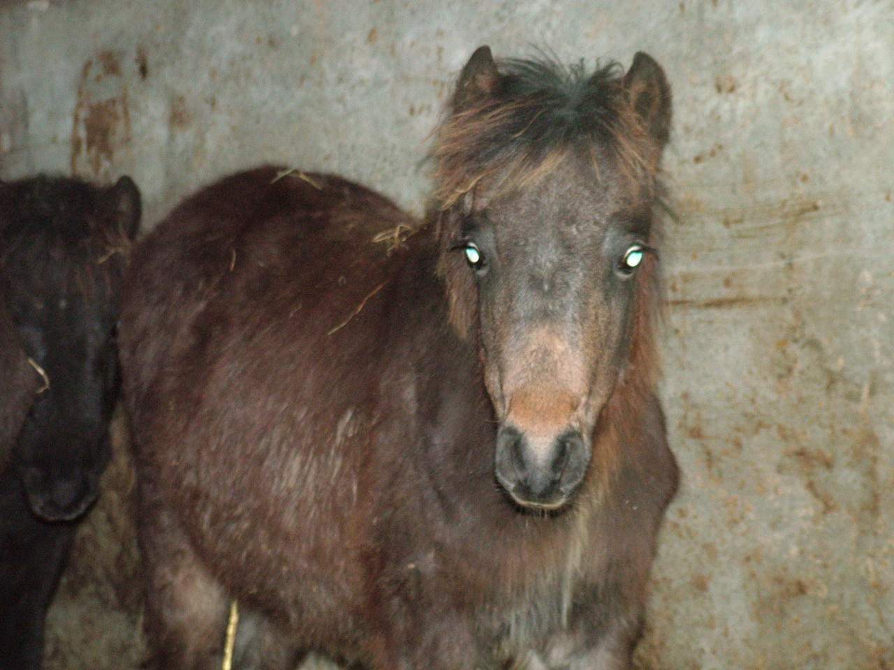 Dartmoor Pony Training Centre Rehoming Blog