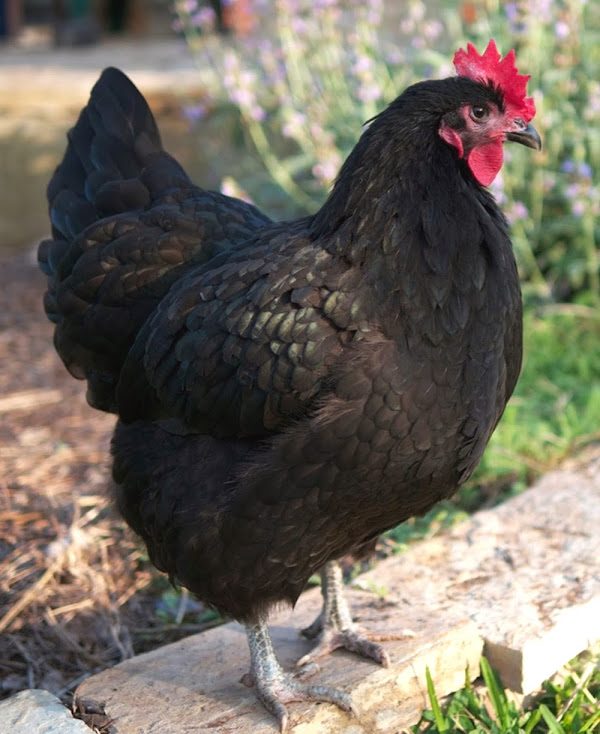 black australorp, black australorp chickens, black australorp characteristics