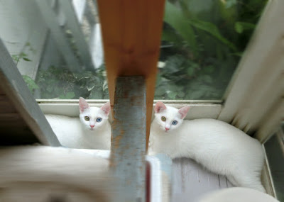 双子の白猫