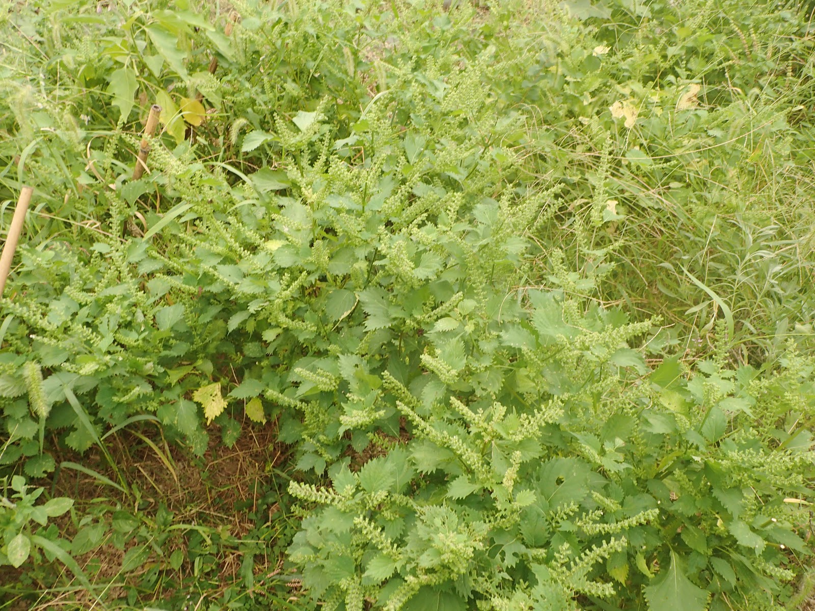 毎年恒例 紫蘇の実の塩漬け 珍妙雑記帖