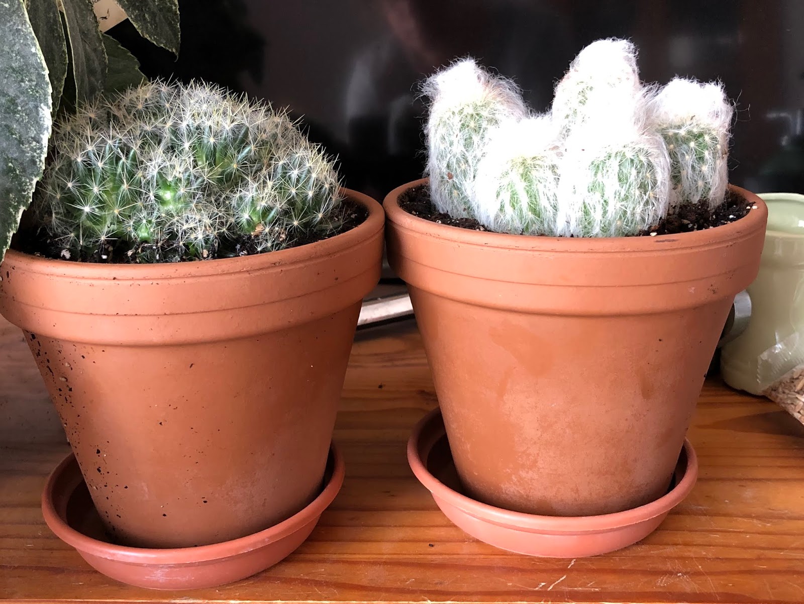 Houseplants and Indoor Succulents Morrisons Cacti