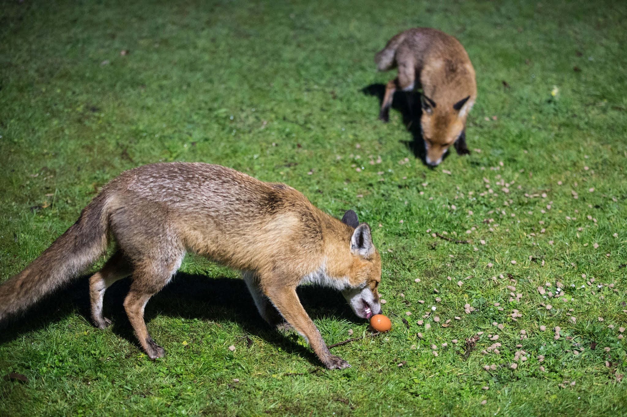 TrogTrogBlog Foxes and eggs