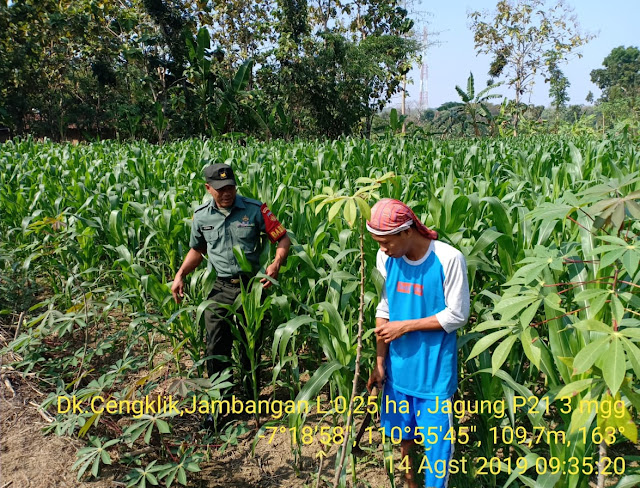 Babinsa Desa Jambangan Dampingi Petani Merawat Jagung