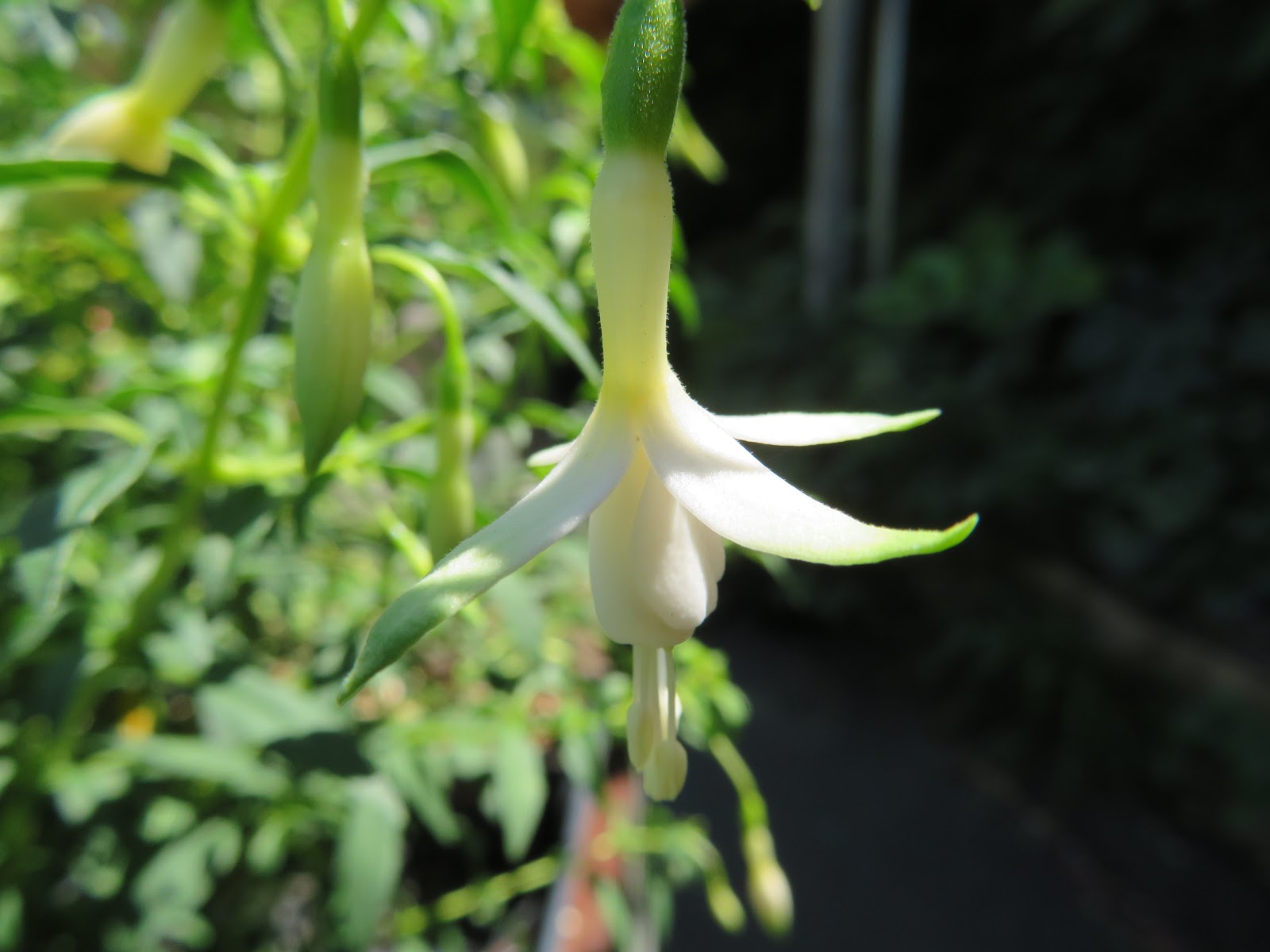 How To Keep Hydrangeas Alive Honey We Re Home