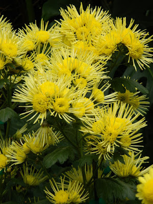 Yellow thistle mums at Allan Gardens Conservatory 2015 Chrysanthemum Show by garden muses-not another Toronto gardening blog