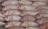 Bisugo Bisugo - Philippine fish