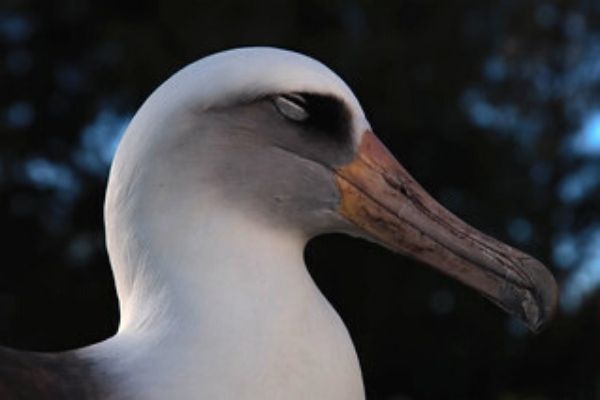 Wisdom, a albatroz de quase 70 anos retorna ao Atol mais uma vez para procriar