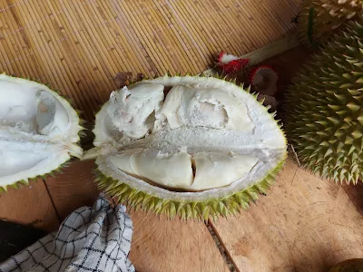 Durian Antibar Mempawah