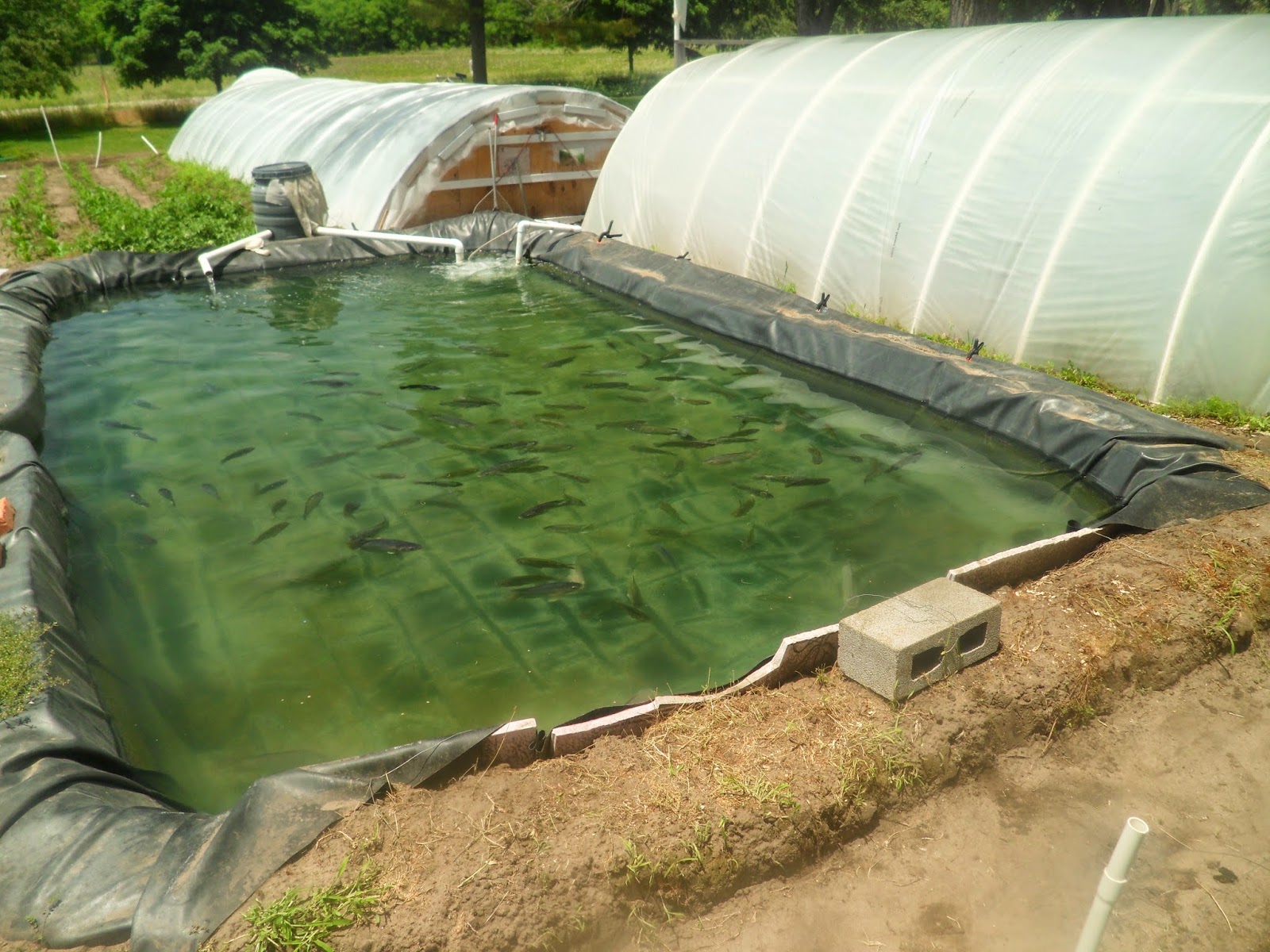 GreenFin Gardens: Tilapia Garden Pond