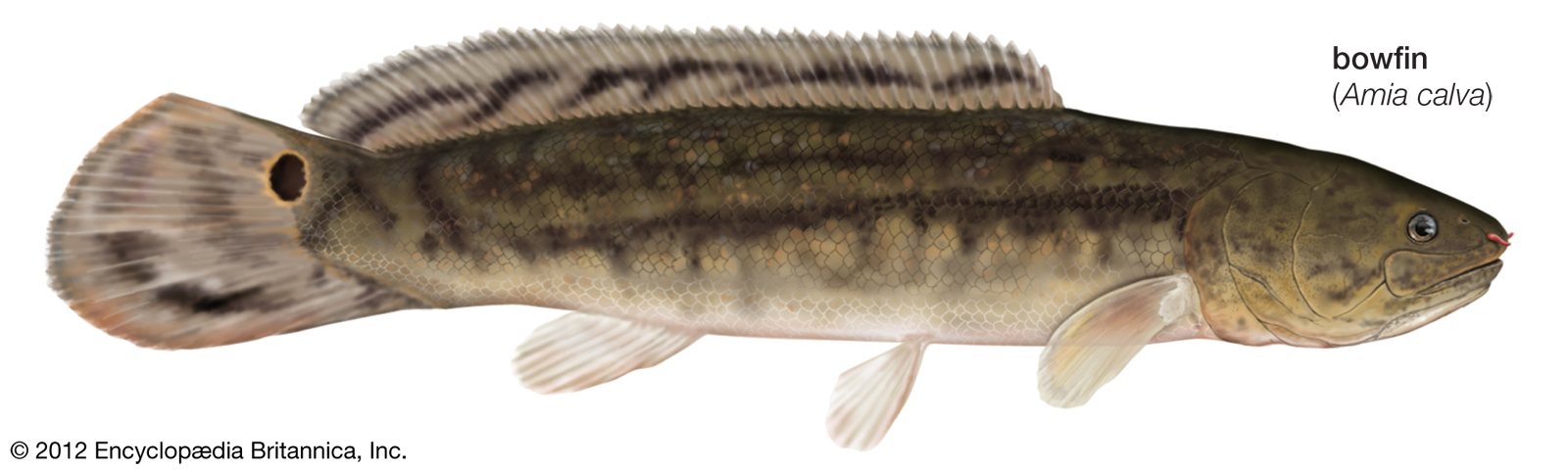 Are bowfin good to eat ? Dont eat bowfin fish 2021