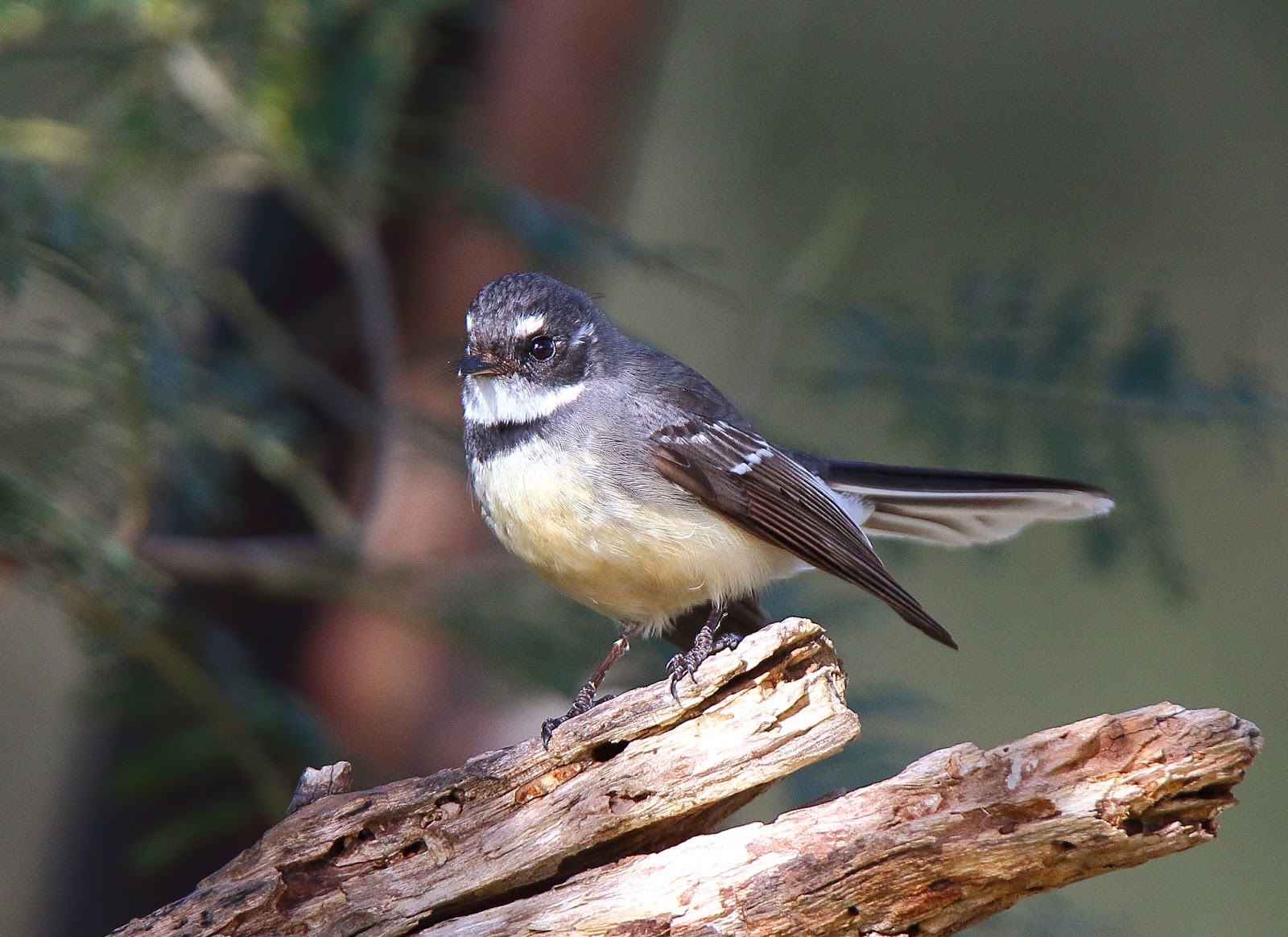 Richard Waring's Birds of Australia A Quick visit to Melbourne and
