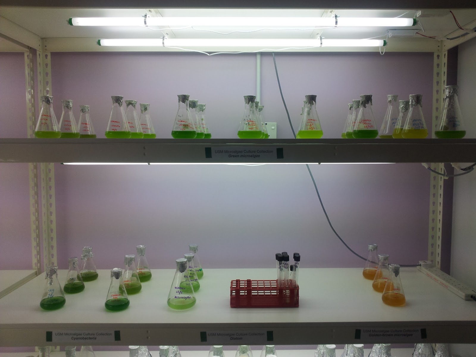 Plankton Research Laboratory USM Microalgae Culture Collection