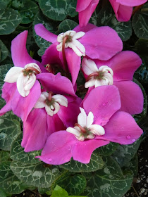 Cyclamen persicum En Vogue Purple Allan Gardens Conservatory 2014 Spring Flower Show by garden muses-not another Toronto gardening blog