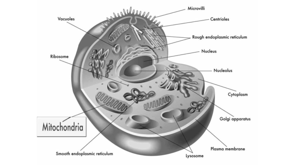 a mitokondrium parazita)