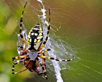 Tipos de Aranhas que suportam presa 200% maior que elas.