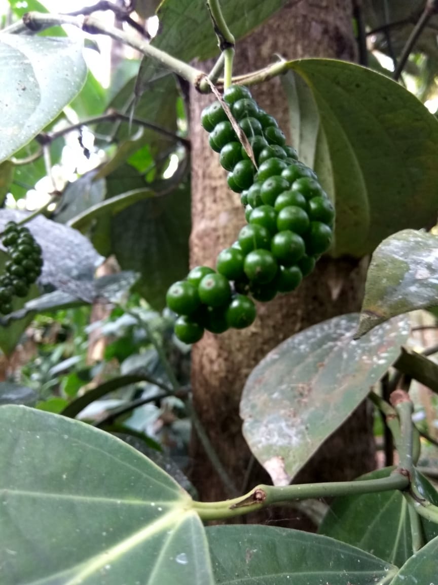 Black Pepper Farming in India काली मिर्च की खेती भारत में