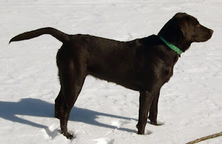 Siyah labrador retriever