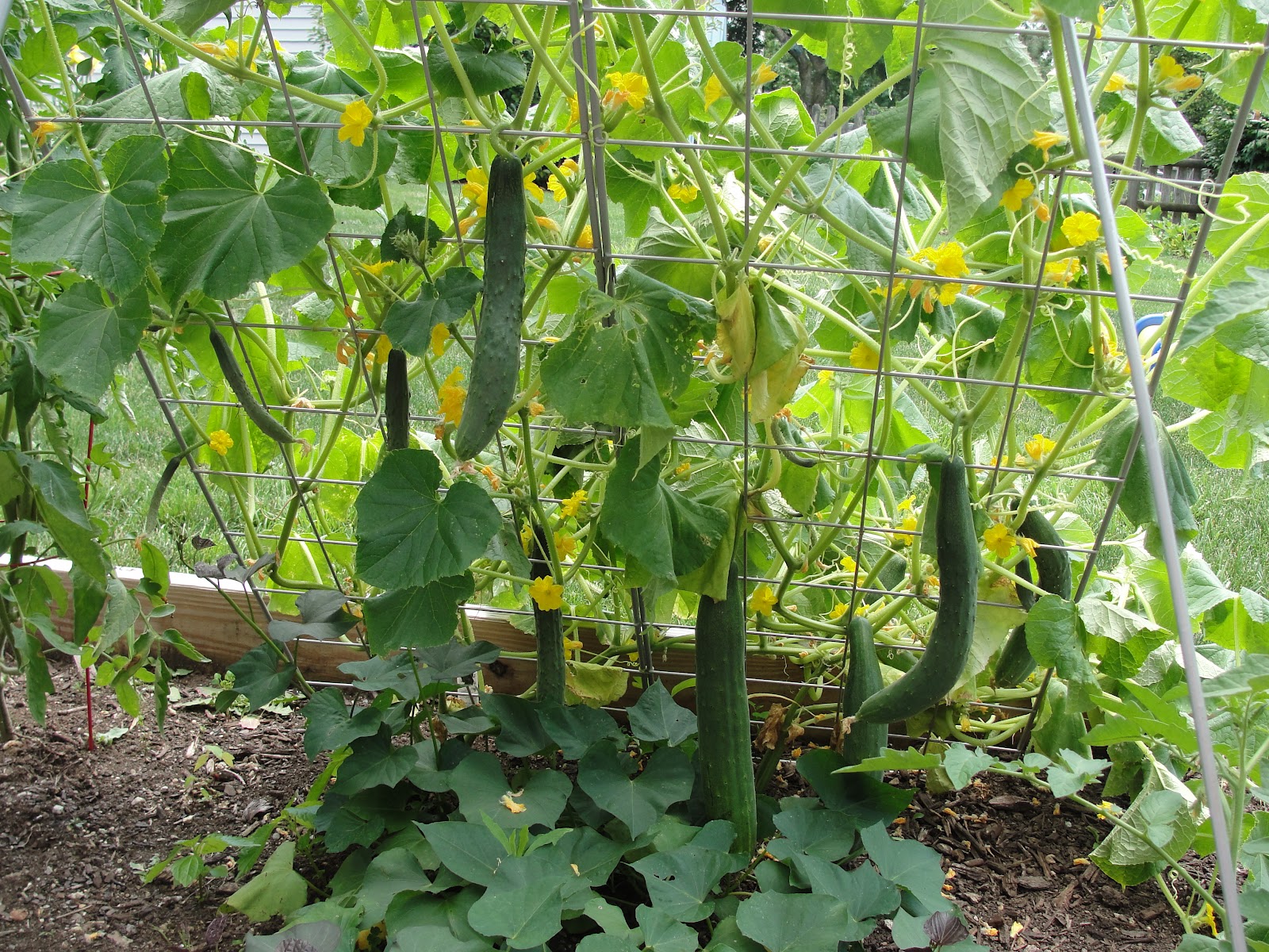 Lessons from the Garden Cucumber Trellis the results are in!