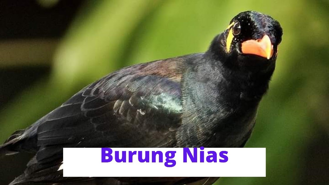 Apakah nama burung tekukur yg bagus? Apakah nama burung tekukur yg bagus?