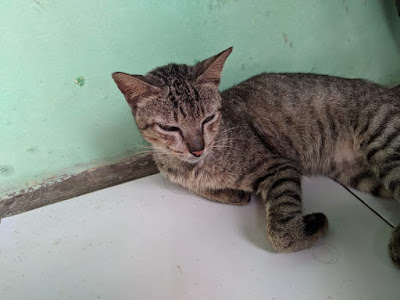 Foto Kucing di Foto Gcam Arnova Foto Kucing di Foto Gcam Arnova