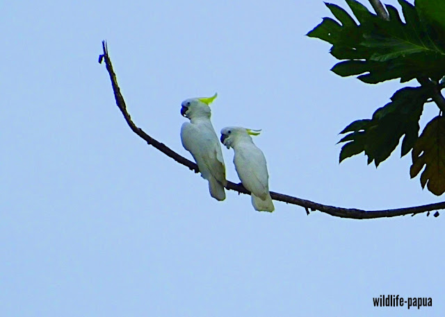 Sulphur crested Cockatoo Birdwatching in Manokwari of Indonesia