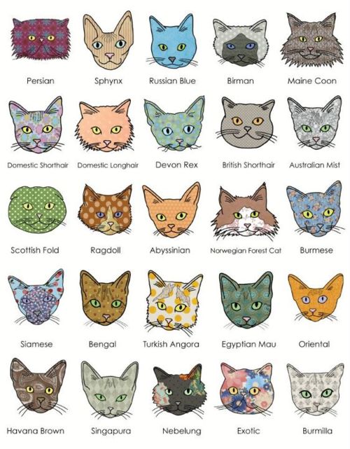 Types Of Cats - Pictures
