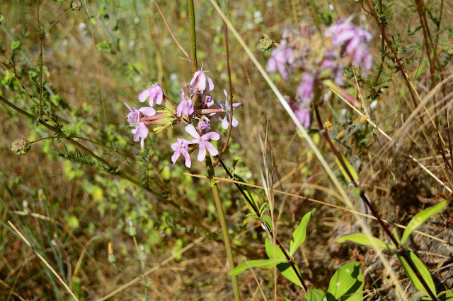 Saponaria officinalis Saponaria officinalis