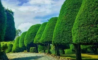 Tempat Wisata Alam di Bandung Gratis yang sering dikunjungi Taman Cemara ala Bukit Jamur Rancabolang.