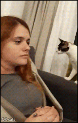 Hey Mom, you sleep or dead? *SLAP!* • Cat GIF Website