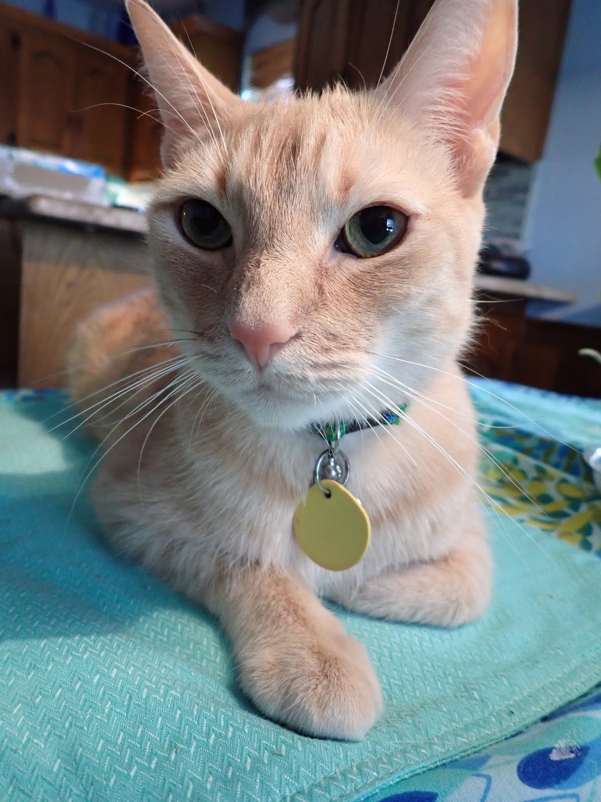 Lone Star Cats Quarantine Cats