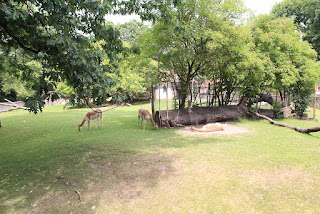 zoo w dreźnie zwierzęta