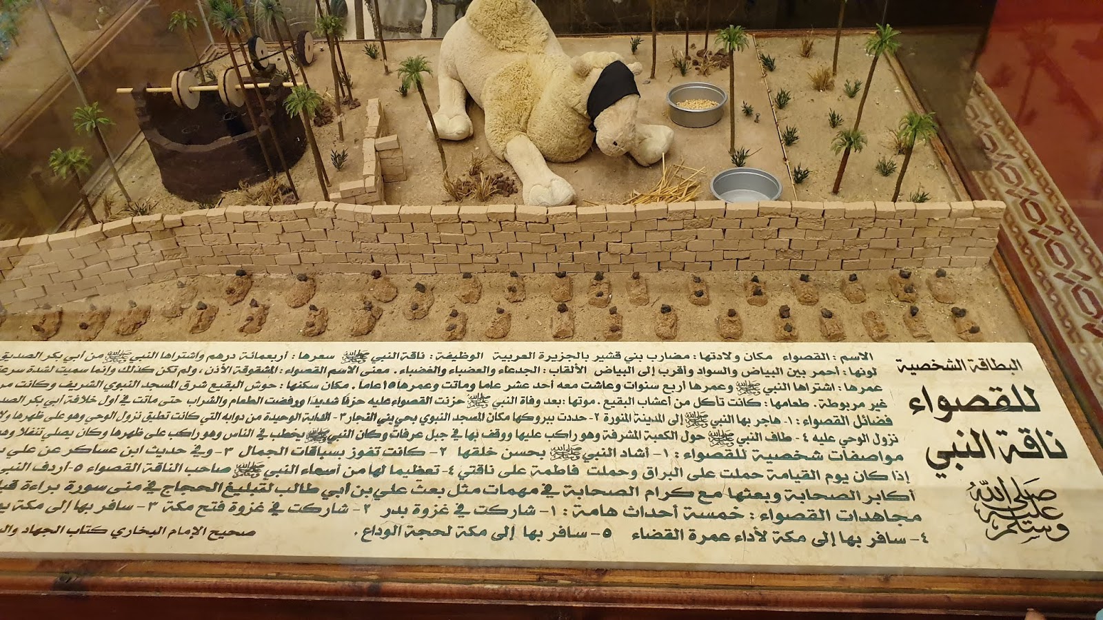 شاهد الإعجاز الإلهي في الإبل أفلا ينظرون الى الابل كيف خ لقت Youtube