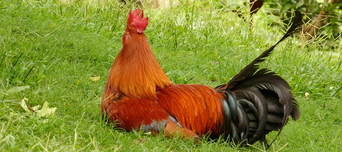Cottage Life on Pilgrim's Farm: Big Red Roo...