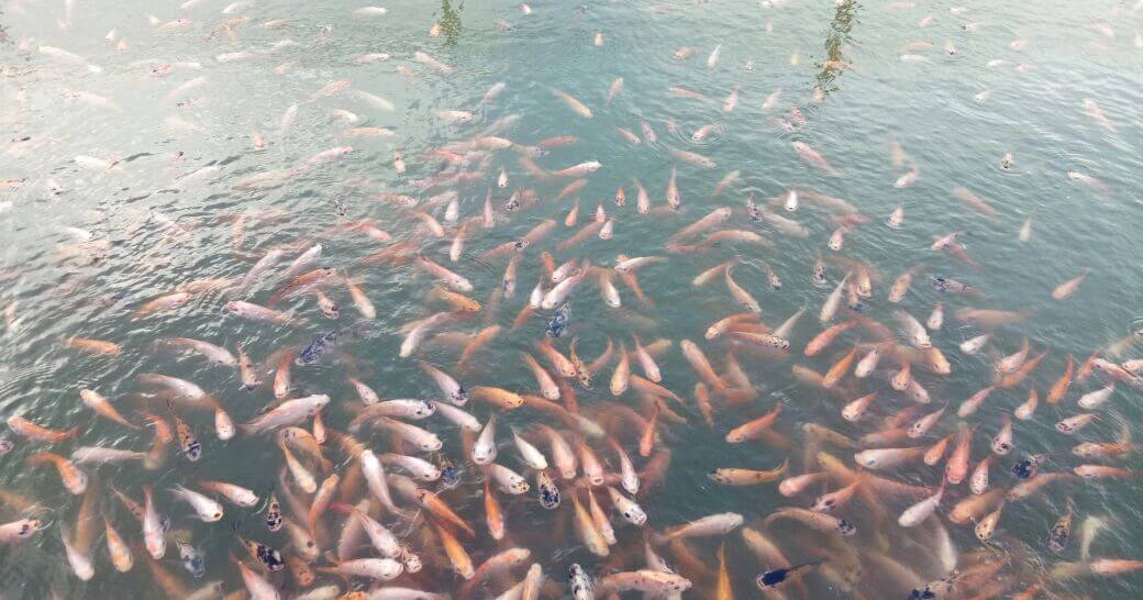 Cara Mudah Budidaya Ikan Nila Lengkap Beserta Tipsnya Ikanesia Id