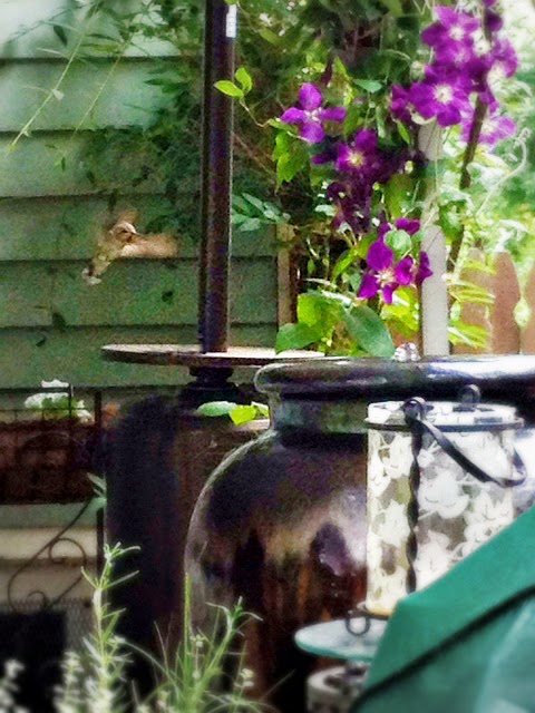 Captured In Flight - Hummingbird - Wordless Wednesday - Ann Again and again