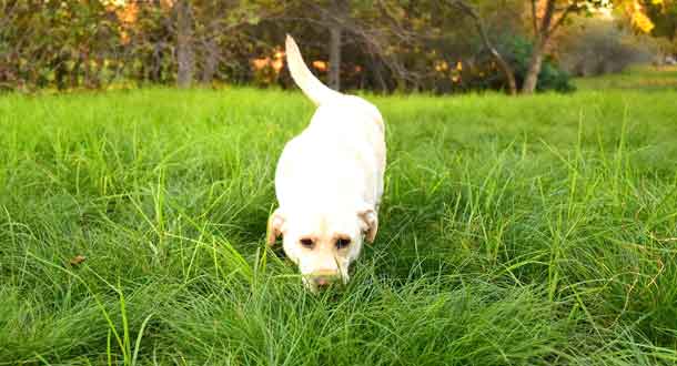training your dog to track