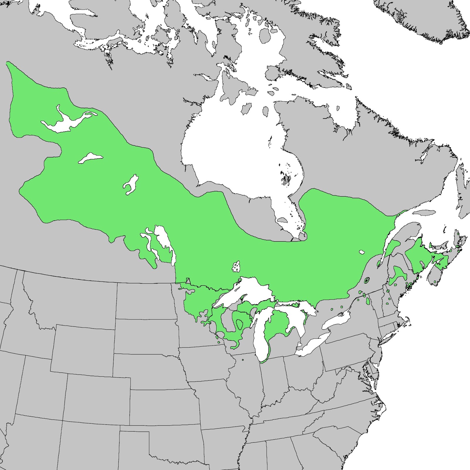 Replant.ca Environmental The Jack Pine tree (Pinus banksiana)